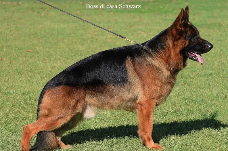 Boss di Casa Schwarz