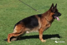 Groovy di Casa Massarelli