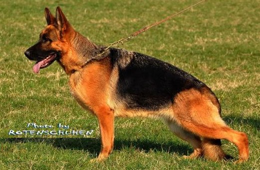 public/dog_images/654/1720773506.SimbavonPanoniansee.jpg