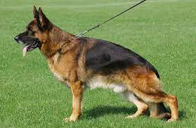 Vegas du Haut Mansard