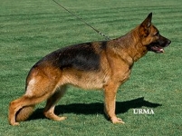 Wilka vom Fichtenschlag