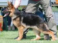 Greif von Bellissimo